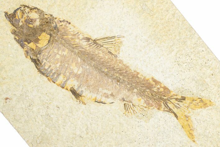 Detailed Fossil Fish (Knightia) - Wyoming #348108
